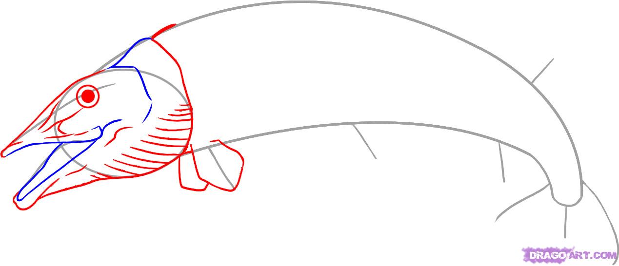 1269x546 how to draw a pike, step