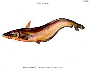 340x270 publication etsy