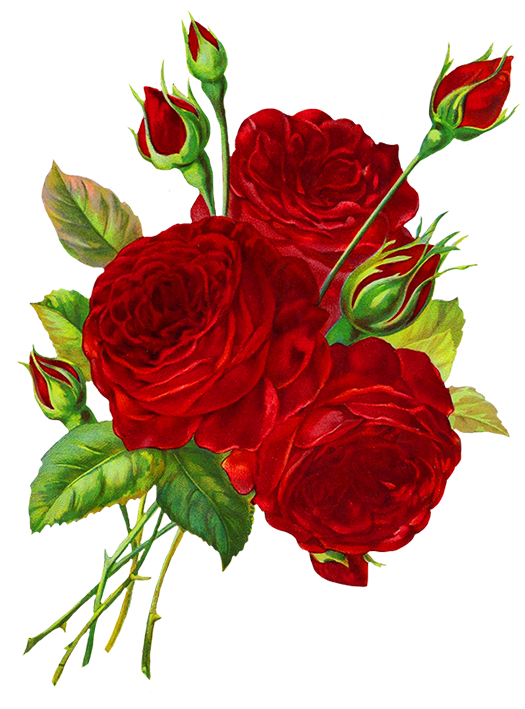 525x709 red roses drawing help rose clipart, rose, rose images