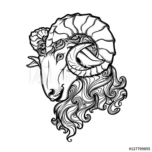 500x500 Side View Of A Ram Head With Big Twisted Horns Intricate Hand