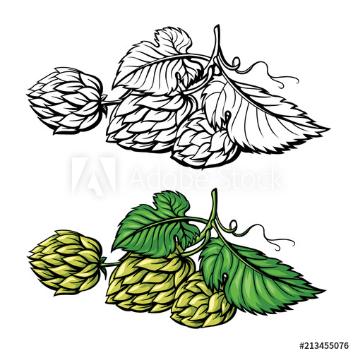 500x500 Hand Drawing Of A Branch Of Hops Vector Illustration
