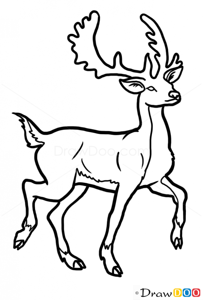 665x982 How To Draw Deer, Wild Animals Art Drawings, Deer Drawing