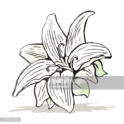 414x414 Flowers Drawing Premium Clipart