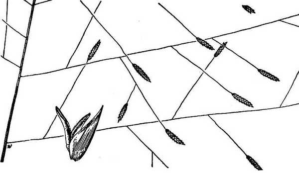 600x348 Eragrostis Elliottii Image