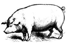 Pig Butcher Drawing