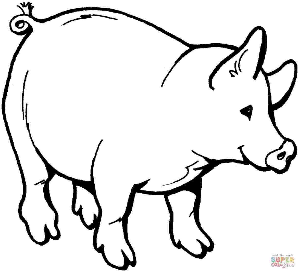 1172x1067 Huge Collection Of 'pig Drawing Outline' Download More Than