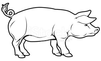 329x200 Pig Illustration Stock Vectors