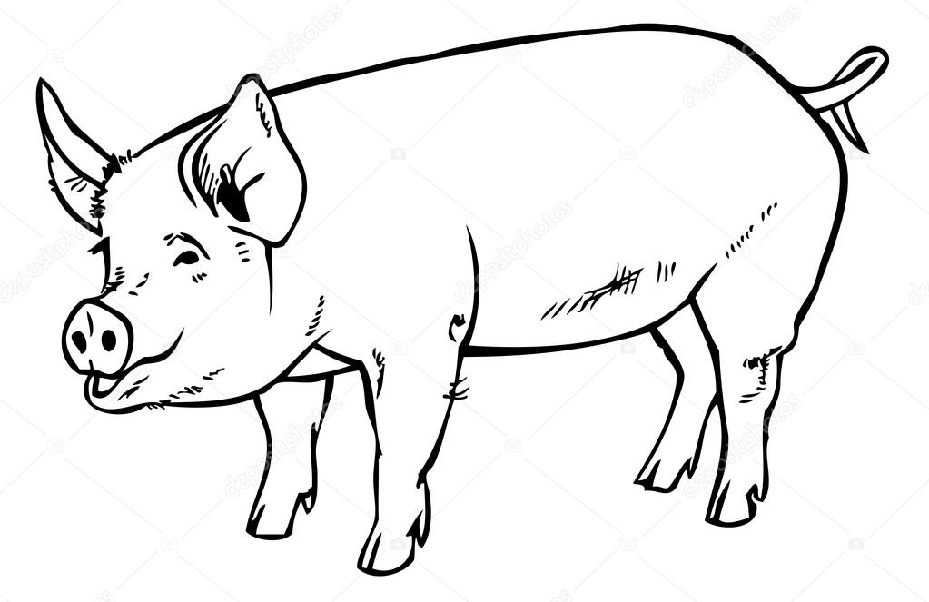 1023x663 Piggy Drawing Free Download