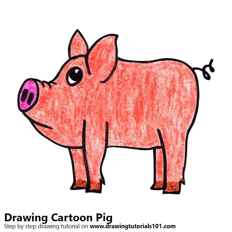 800x800 Learn How To Draw A Cartoon Pig