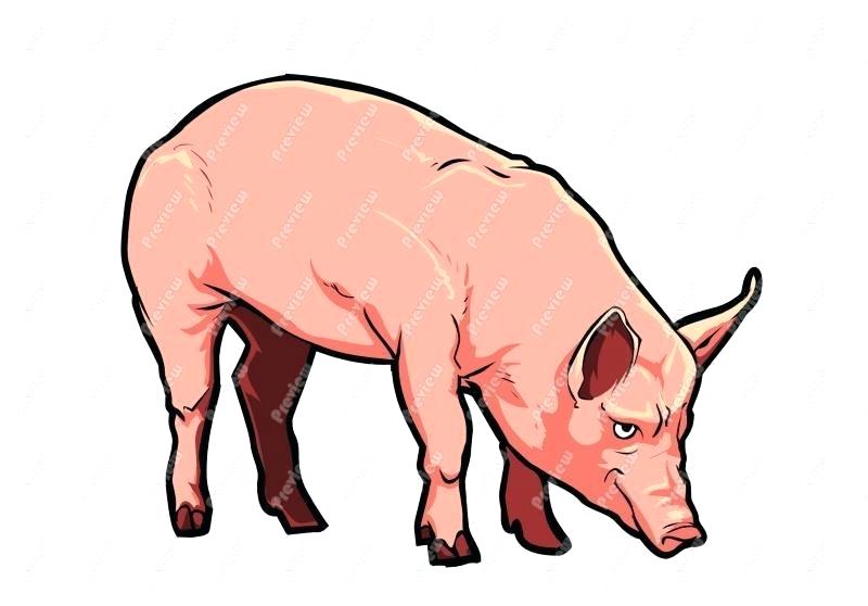 800x558 Cartoon Pig Drawing How To Draw Cartoon Pigs Step