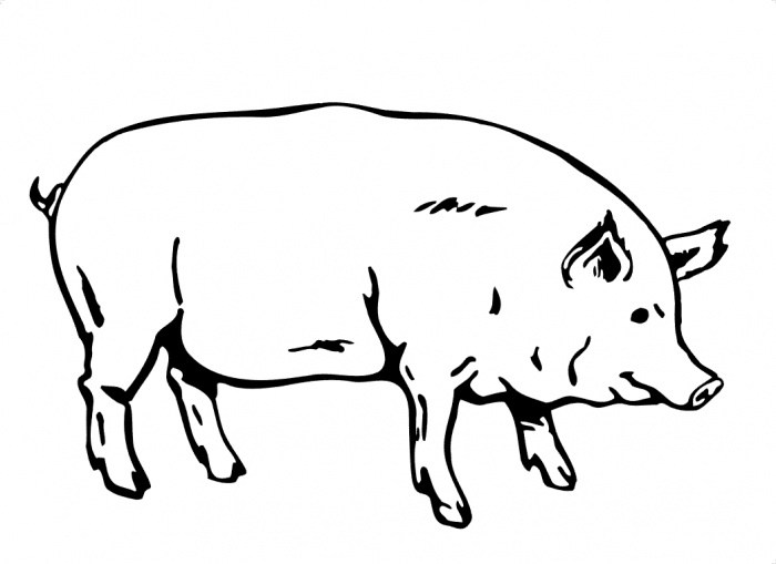 700x509 Pig Drawing Clipart Clipart Portal