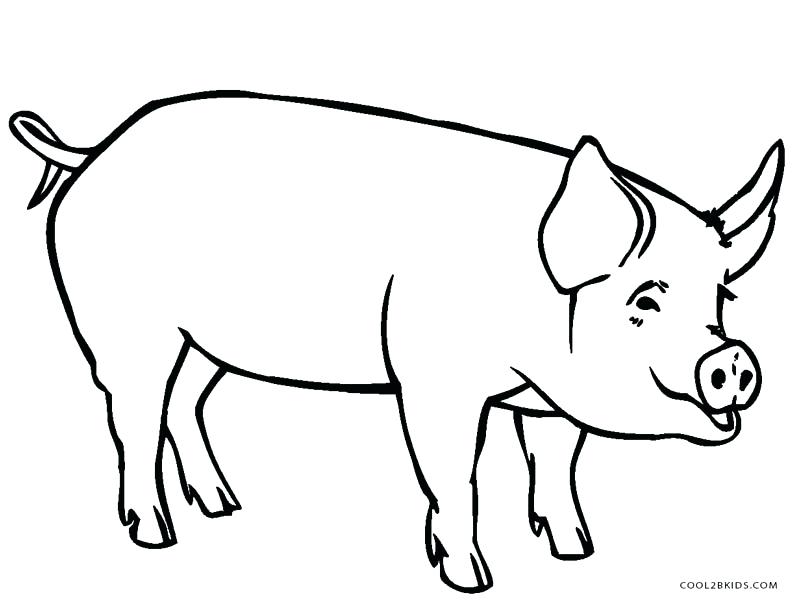 800x609 Pig Coloring Pages For Kids Cute Animal Girls Pdf Drawing Acnee