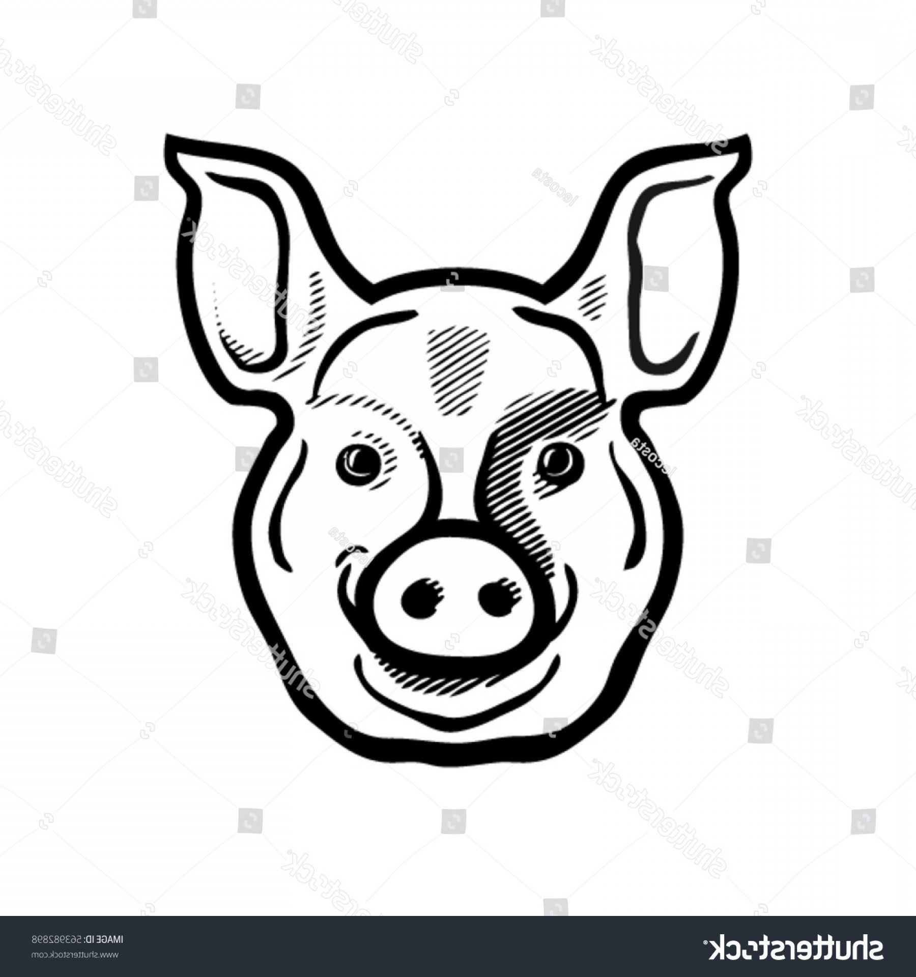 1800x1920 Vector Image Pig Head On White Orangiausa