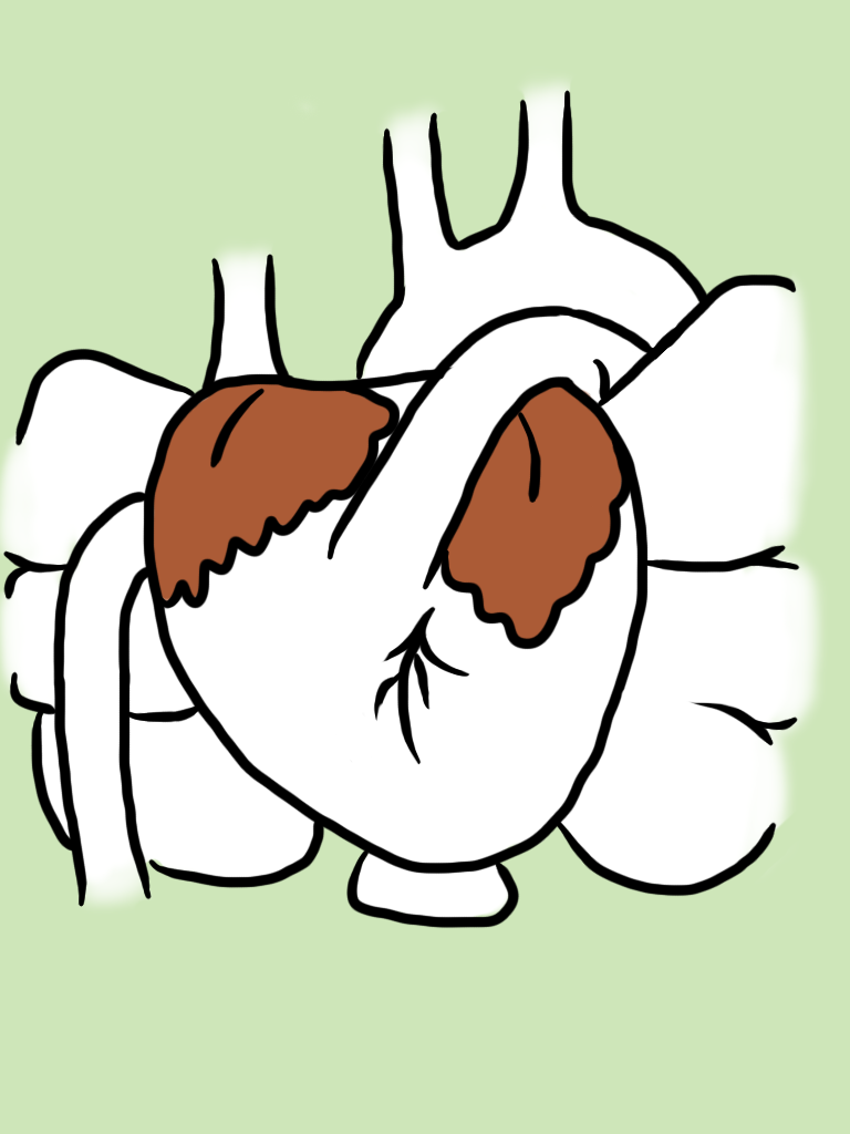 768x1024 heart anatomy fetal pig pocketfullofbees