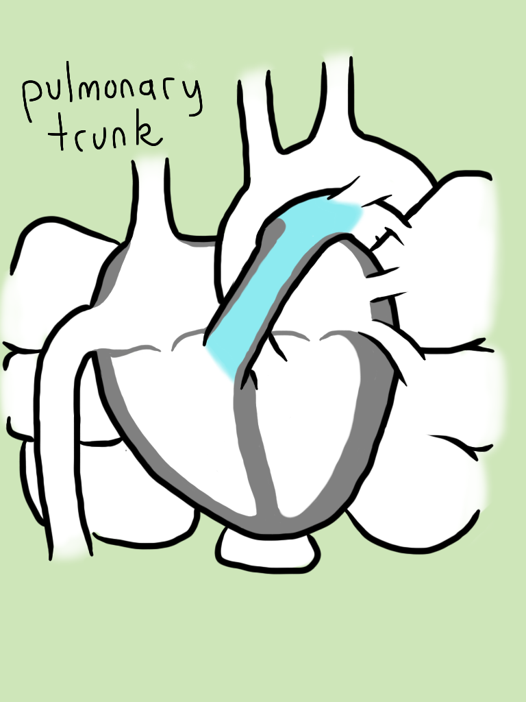 768x1024 heart circulation fetal pig pocketfullofbees