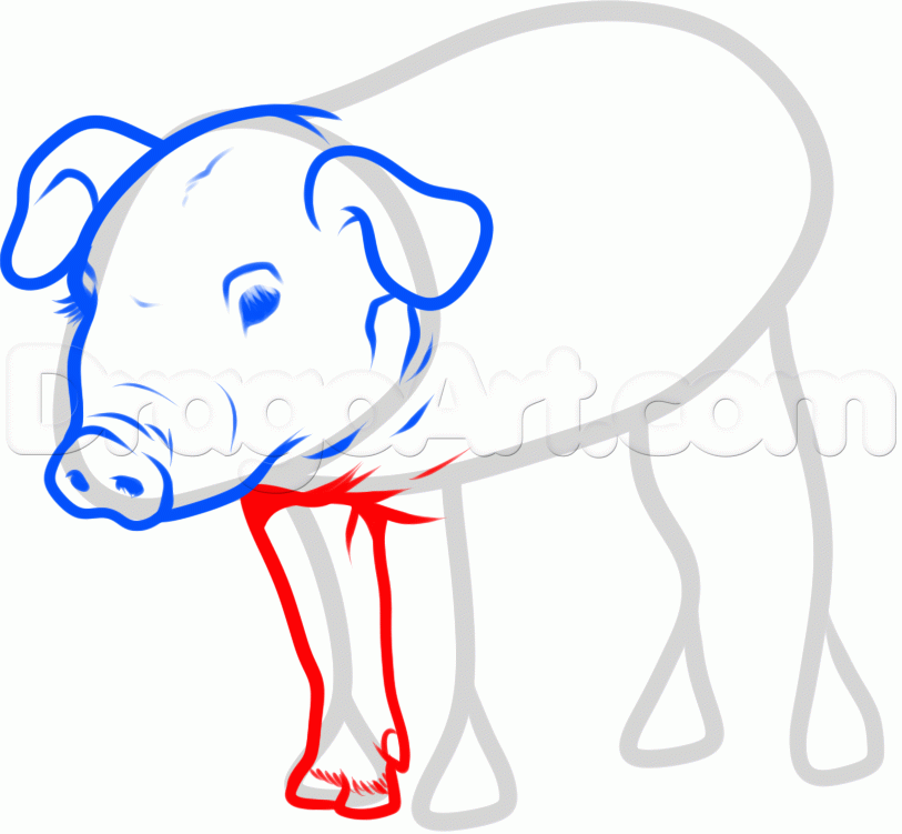 813x751 How To Draw A Pig, Step