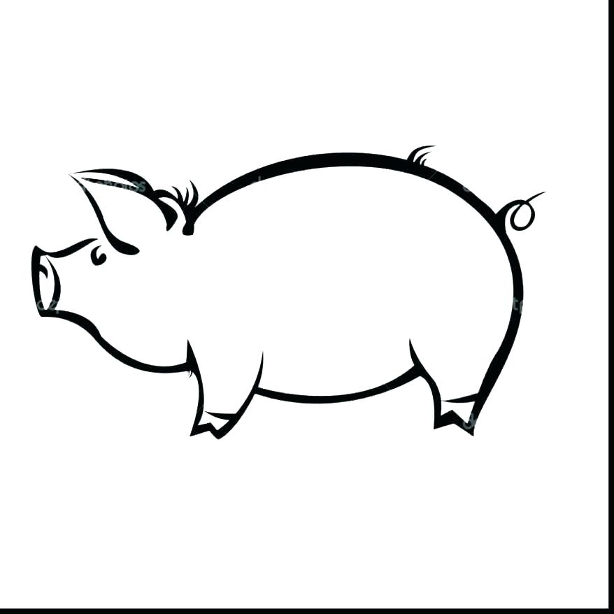 878x878 Guinea Pig Coloring