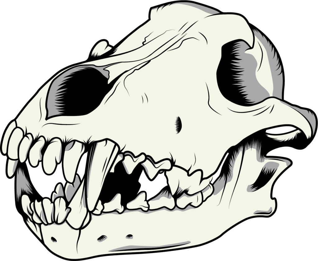 Pig Skull Drawing | Free download on ClipArtMag