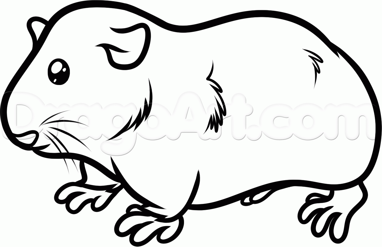 1285x831 How To Draw A Guinea Pig, Step