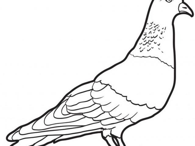 640x480 Free Pigeon Clipart, Download Free Clip Art