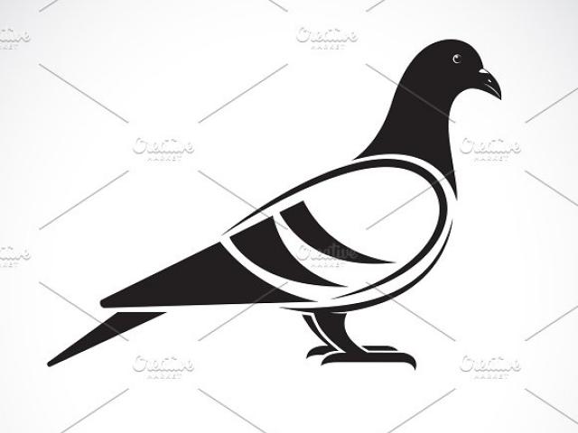 640x480 Drawn Pigeon Outline