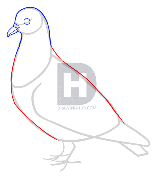631x720 How To Draw Pigeons, Step