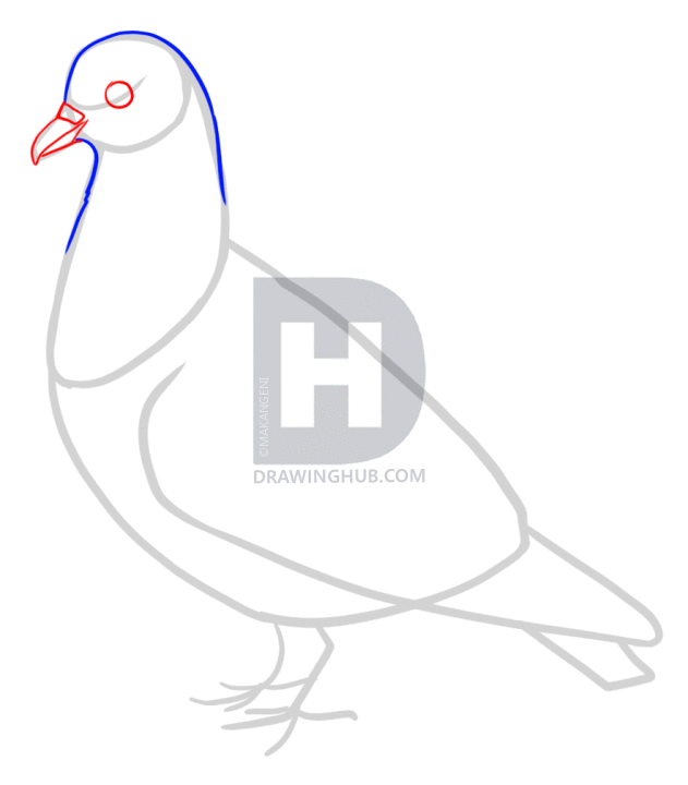 631x720 How To Draw Pigeons, Step