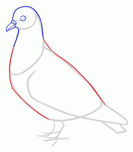 265x302 How To Draw Pigeons, Step