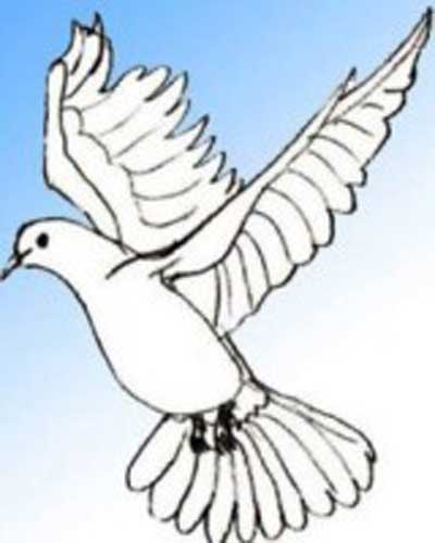 400x500 How To Draw A Dove With Color, Pencil, Bright Images