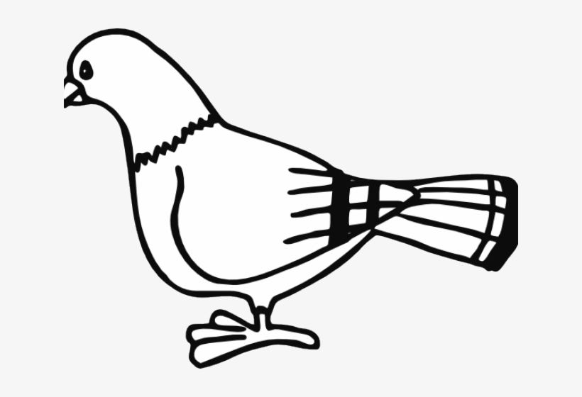 820x560 Pidgeons Clipart Bird Outline