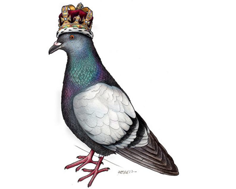 794x635 Pigeon In A Crown Print Etsy