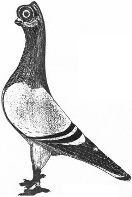 261x391 Short Face Budapest