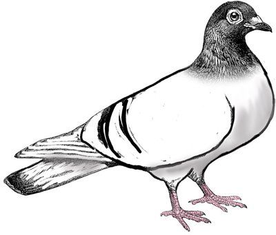 400x341 Pigeon Clip Art Art Journalingmixed Media