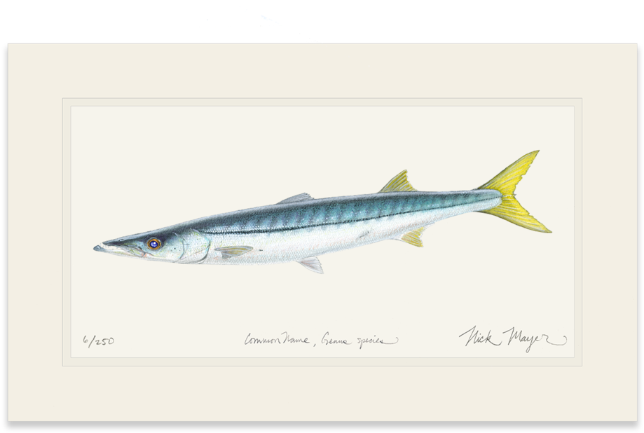 919x618 Download Graphic Royalty Free Barracuda Drawing Pike