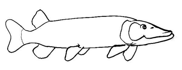 600x231 How To Draw A Pike