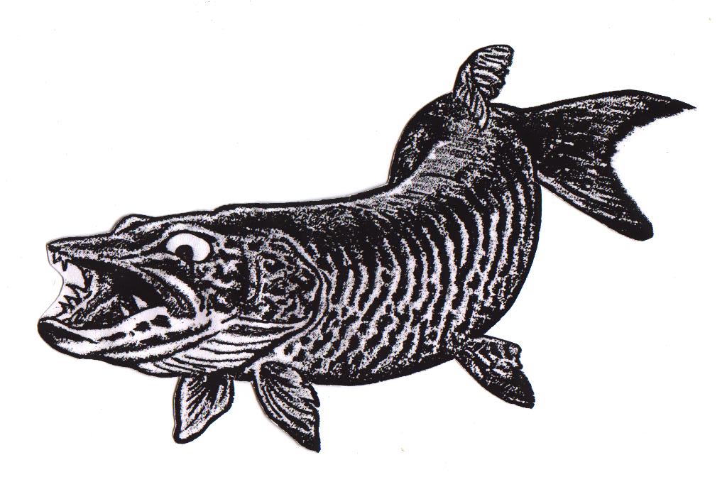1024x672 Fishing Drawing Muskie For Free Download