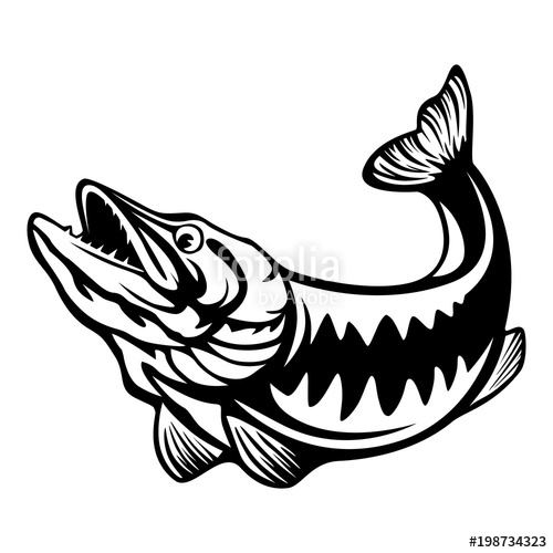 500x500 Vector Illustration Of Jumping Pike Isolated Vintage Fishing