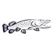 180x180 Pike Fish Illustration Art Print