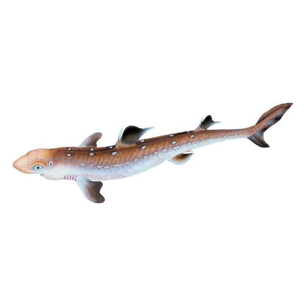 626x625 Pike Vectors, Photos And Free Download