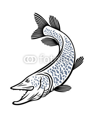 318x400 muskie fish buy photos ap images detailview