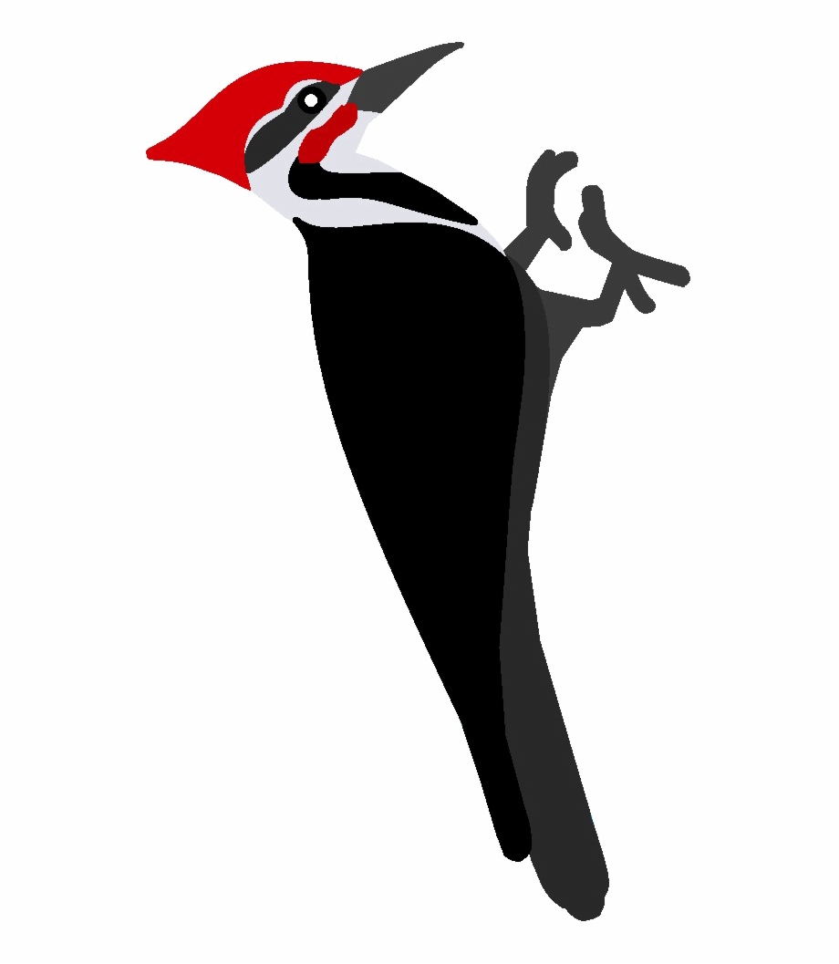 920x1057 Download Woodpecker Png Pic