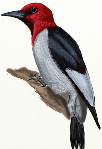 350x511 How To Draw A Woodpecker Step