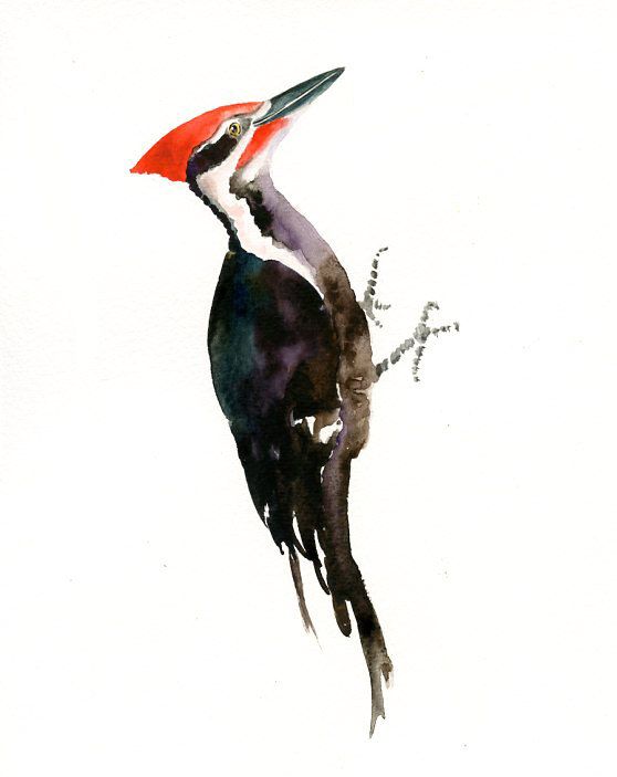 558x703 Pilated Woodpecker