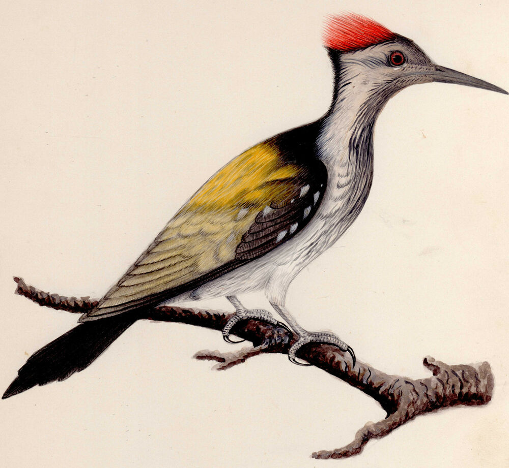 1000x921 Pileated Woodpecke Bird Original Realistic Painting Wildlife