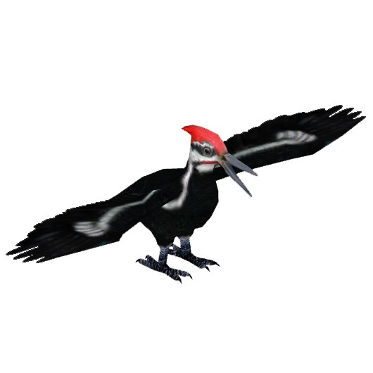 530x530 Pileated Woodpecker