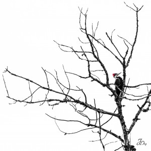 300x300 Pileated Woodpecker