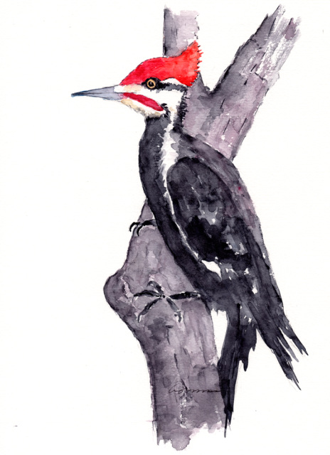 pileated woodpecker cartoon