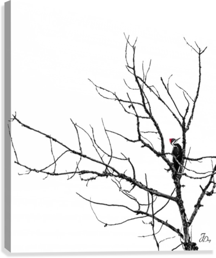 429x511 Pileated Woodpecker