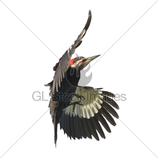325x325 Pileated Woodpecker Watercolor Gl Stock Images