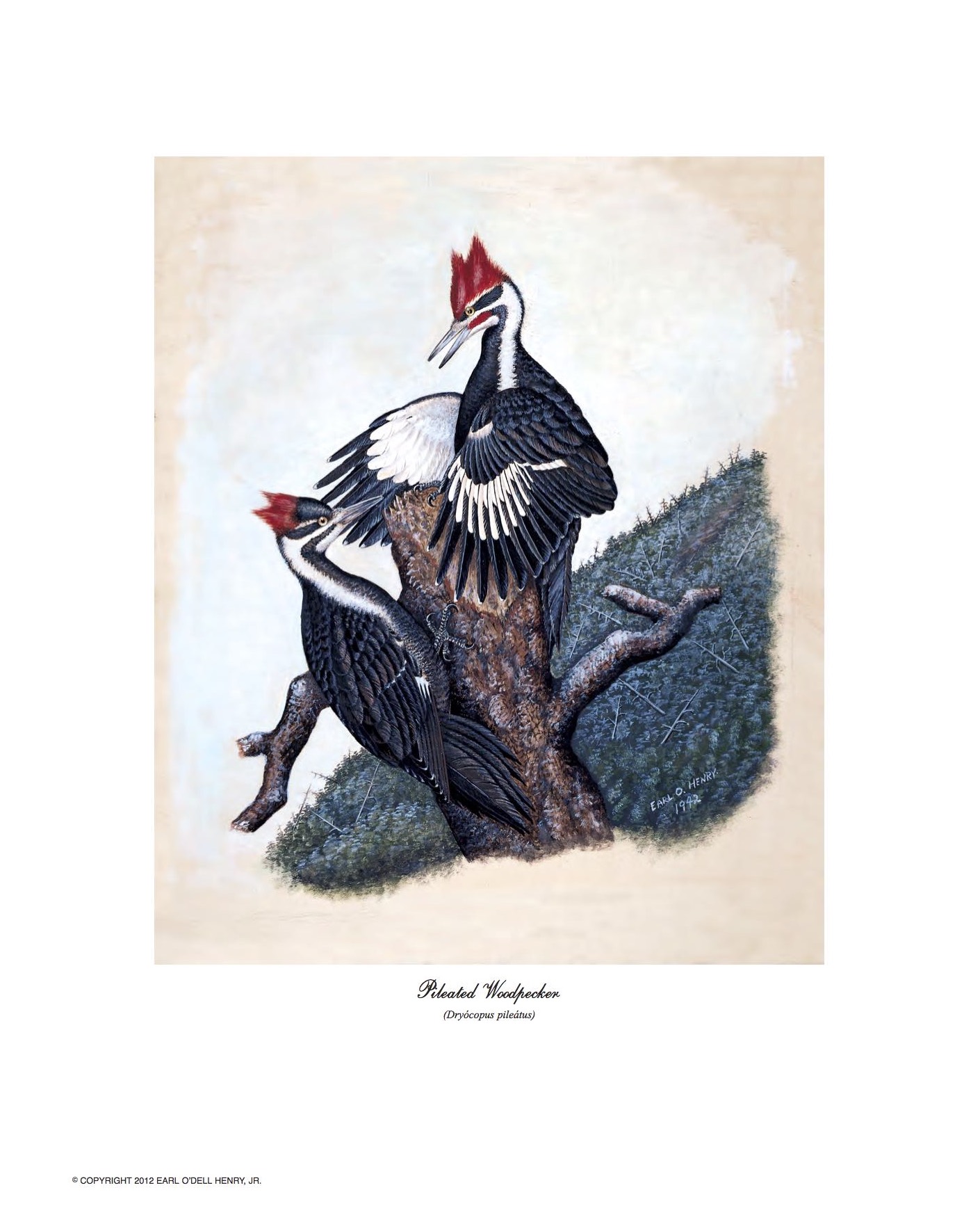 1410x1734 Pileated Woodpecker Earl Henry Bird Prints
